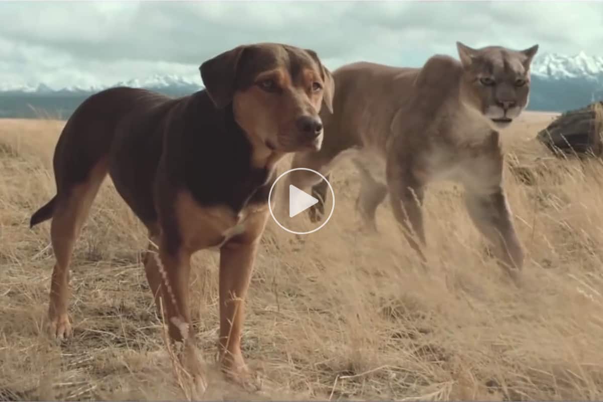 a-dog-s-way-home-official-trailer